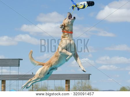 Yellow Labrador Retriever Breed Dog Dock Diving Catching A Toy