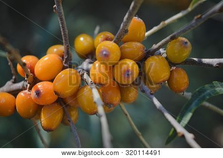 Hippophae Rhamnoides. Branch Of Sea Buckthorn With Berries.