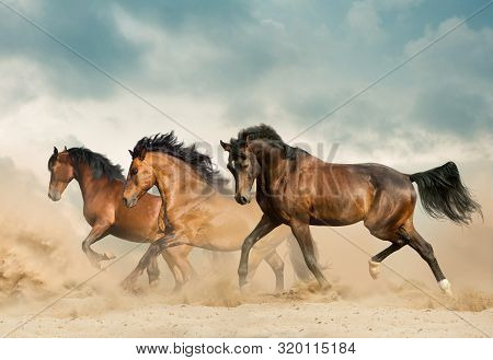 Beautiful Bay Horses Running In Desert On Freedom