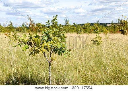 Conservation Area Where Woodland Is Being Regenerated By The Planting Of Small New Sapling Trees