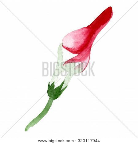 Strophanthus Floral Botanical Flower. Watercolor Background Set. Isolated Flower Illustration Elemen