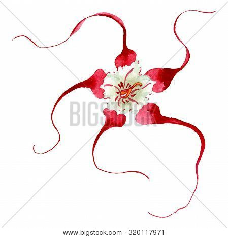 Strophanthus Floral Botanical Flower. Watercolor Background Set. Isolated Flower Illustration Elemen