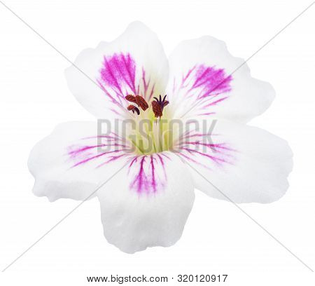 Pelargonium Flower  Isolated On A White Background