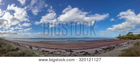 Pink Seaweed On Waipu Beach, New Zealand