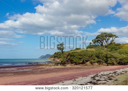 Pink Seaweed On Waipu Beach, New Zealand
