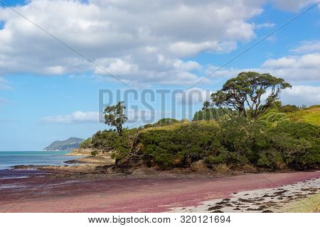 Pink Seaweed On Waipu Beach, New Zealand