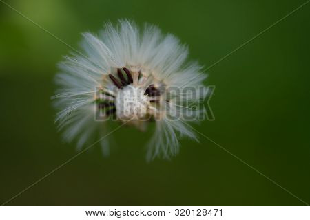 Dandelion With Partily Blown Off Seeds Against Dark Green Background, Close Up Macro