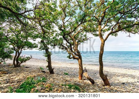 Scenic Landscape Of Stony Sea Beach With Tropical Trees At The Black Sea Coast On A Sunny Day. Seasi