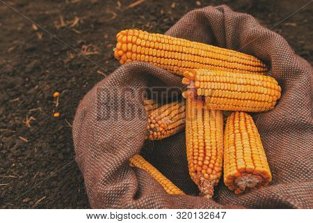 Plenty Of Harvested Corn Cobs In Burlap Sack Left In The Field