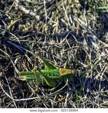 Great Green Bush-cricket (tettigonia Viridissima) - Large Species Of Katydid
