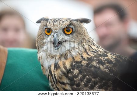 Close-up Portrait Of A Big-eared Owl At The Fair. Portrait Closeup.