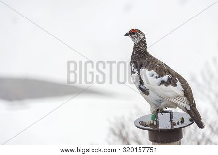 Japanese Rock Ptarmigan On Snowy Mountain At Murodo, Tateyama Kurobe Alpine Route, Japan.