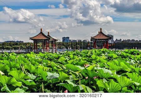 Landscape Of Nanhu Park, Changchun, China - Photographed In Changchun, China