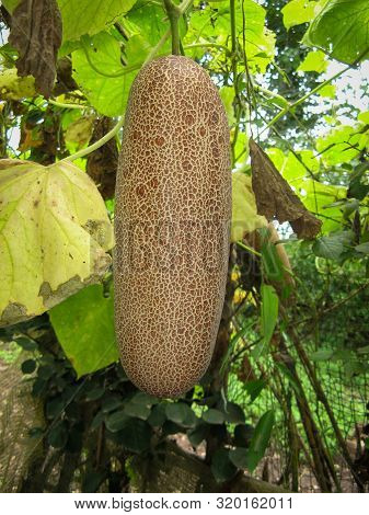 Large Brown Overripe Cucumber On Bush At Summer. Close Up Of One Overripe Cucumber On A Branch For G