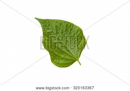 Chaplo Leaves With Isolated On White Background