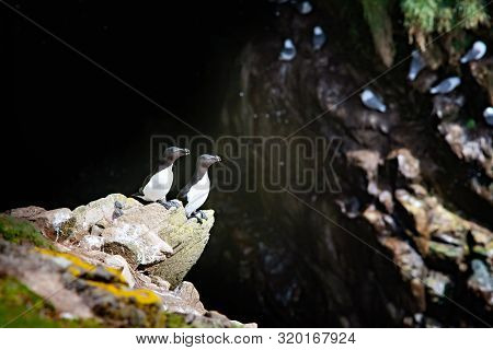 Two Razorbills On Rock In Saltee Islands.ireland