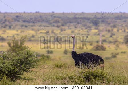South African Ostrich (struthio Camelus Australis) Male On Green Savanna In Satara Bushveld Savanna 