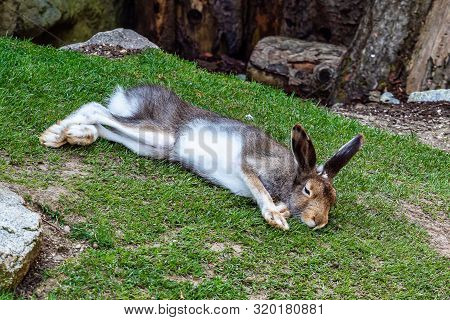 Mountain Hare, Lepus Timidus, Also Known As The White Hare.