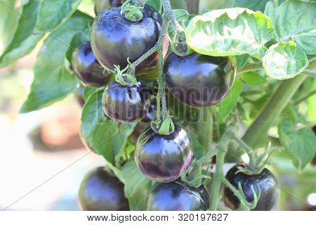 Black Tomatoes On A Branch In The Garden. Indigo Rose Tomato .