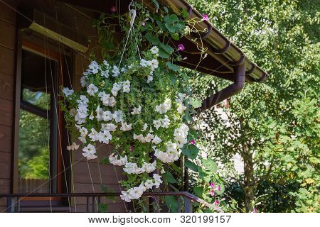Ipomoea With White Flowers In The Hanging Flower Pot On A Background Of The Fragment Of Building