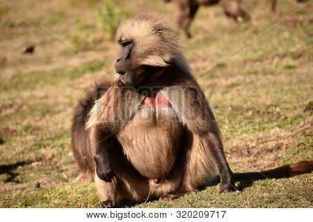 Large Gelada (bleeding Heart) Baboon In The Simien Mountains National Park, Ethiopia