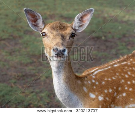Sika Deer, The Spotted Deer, The Japanese Deer. Wildlife And Animal Photo