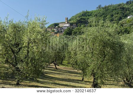 Rural Landscape Near Pescia And Borgo A Buggiano, Pistoia, Tuscany, Italy, At Early Spring With Oliv