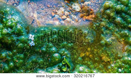 Top-down View Of A Tiny Stream, Clean Water, Colorful Pebbles, Moss Growing Alongside With Air Bubbl