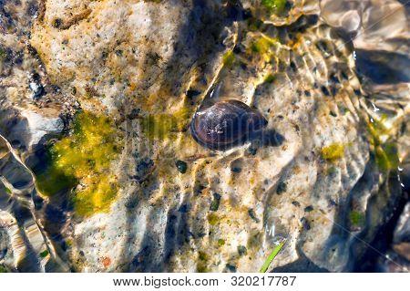 Top-down View Of A Great Pond Snail (lymnaea Stagnalis) Crawling On A Submerged Stone On A Summer Da