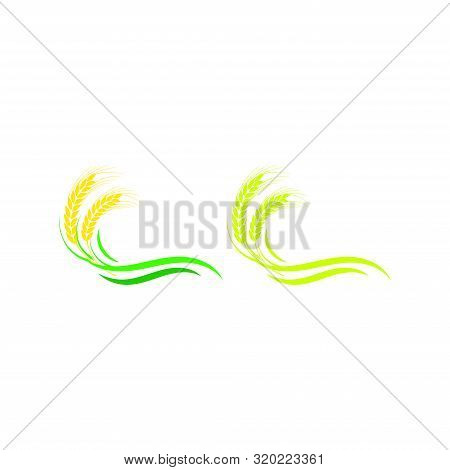 Agriculture Wheat Vector Logo Design Template,  Agribusiness, Eco-farm And Rural Country Logo.