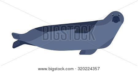 Seal Flat Vector Illustration. Curious Aquatic Mammal Minimalist Drawing Isolated On White Backgroun