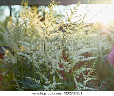 Beautiful Bush Of Flowers Astilbe With A Fluffy White Panicles