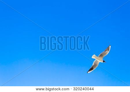 A Bird Flying With Wings In The Sky - Backround 

A White Seagull Soaring In The Blue Sky, Flying Wi