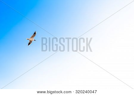 A Bird Flying With Wings In The Sky - Backround 

A White Seagull Soaring In The Blue Sky, Flying Wi
