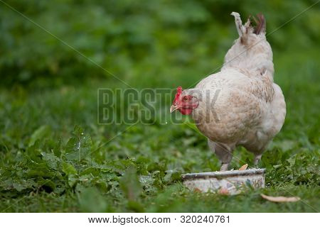 White Hen And White Bowl In The Green Grass Background