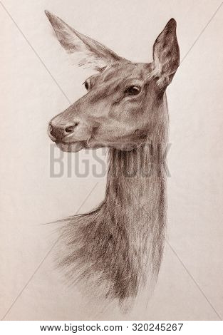 Elegant Watchful Deer Head Portrait - Graphite Pencil Sepia Toned Hand Drawing On Textured Paper