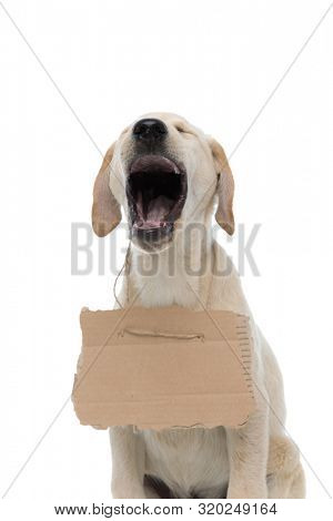 desperate homeless labrador retriever is screaming loud  to promote adoption, on white background