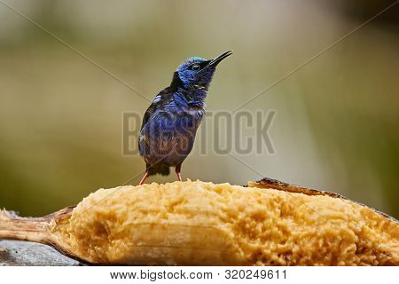 Tropical bird red-legged honeycreeper in the rain eating a banana, mielero patirojo