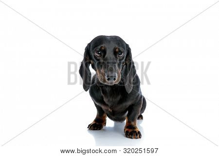seated cute Tickel puppy dog with black fur looking ahead with big eyes on white studio background