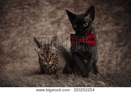 wonderful couple of black and gray cats wearing a bow tie and a chain sitting,one with one leg exposed and the other with front legs crossed