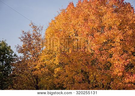 Autumn Yellow Leaves In Nature Abstraction. Abstract Photo
