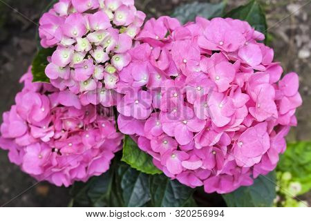 Pink Hydrangea Macrophylla (bigleaf Hydrangea) Inflorescence Closeup In Summer Garden
