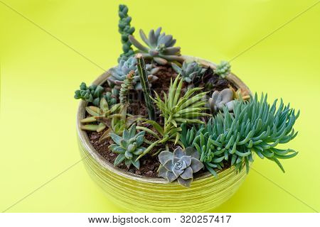 A Group Of Beautiful Miniature Cactus Succulent Plants In Flower Pots. Succulent Mix-pachyphytum Ovi