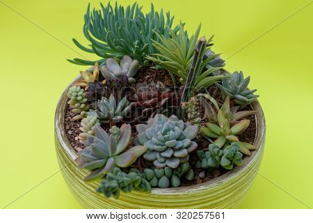 A Group Of Beautiful Miniature Cactus Succulent Plants In Flower Pots. Succulent Mix-pachyphytum Ovi