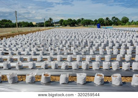 Row Fo Coconut Coir In Nursery White Bag For Farm With Fertigation , Irrigation System To Be Used Fo