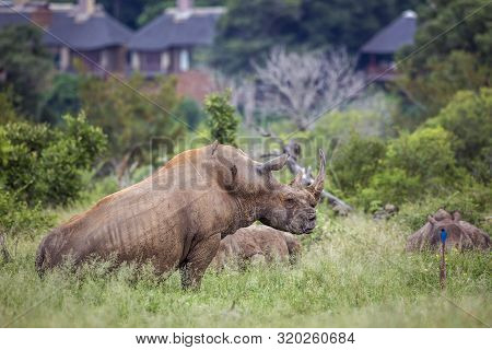 Three Southern White Rhinoceros Lyng Down Close To Houses In Kruger National Park, South Africa ; Sp