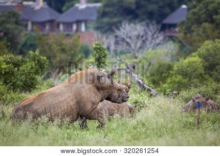 Three Southern White Rhinoceros Lyng Down Close To Houses In Kruger National Park, South Africa ; Sp