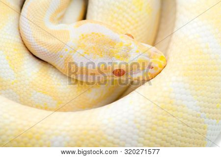 The Royal Python Isolated On White Background