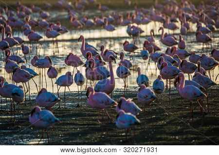Flock of magnificent white-pink flamingos feed themselves in coastal silt. Sunsut. Swakopmund. Africa. Atlantic coast of Namibia. Concept of eco-friendly, active, photo tourism and bird watching