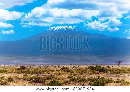 Impressive travel to Africa. Amboseli Park is the most visited park in Kenya. Savanna with rare bushes and desert acacies. The famous snow peak of Kilimanjaro. The concept of active,  and photo touris
